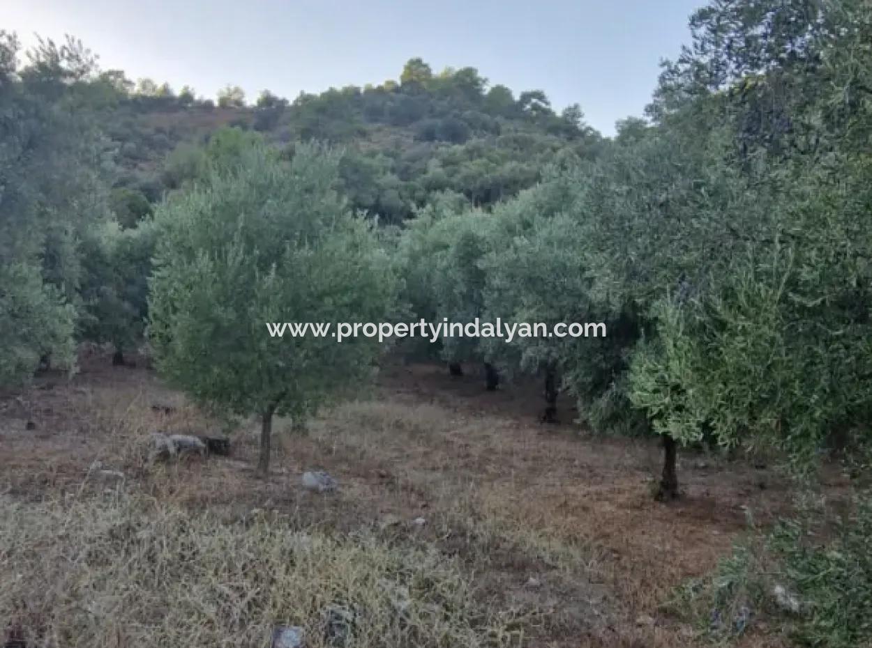 Muğla Köyceğiz Çandır Mah.4 250 M2 Zeytinlik Satılık