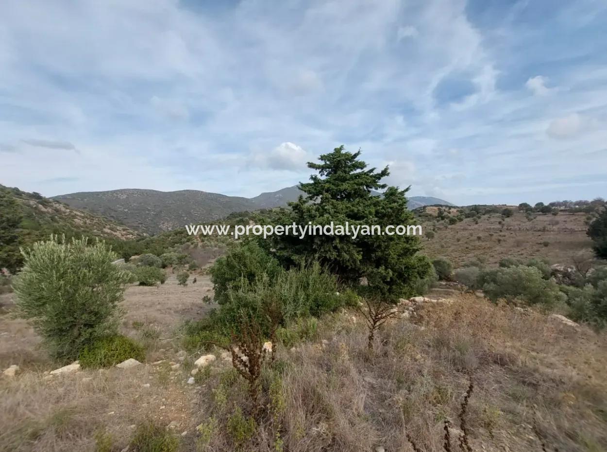 Muğla Datça Yazı’da 8.400 M² Müstakil Tapulu Satılık Kelepir Zeytinlik