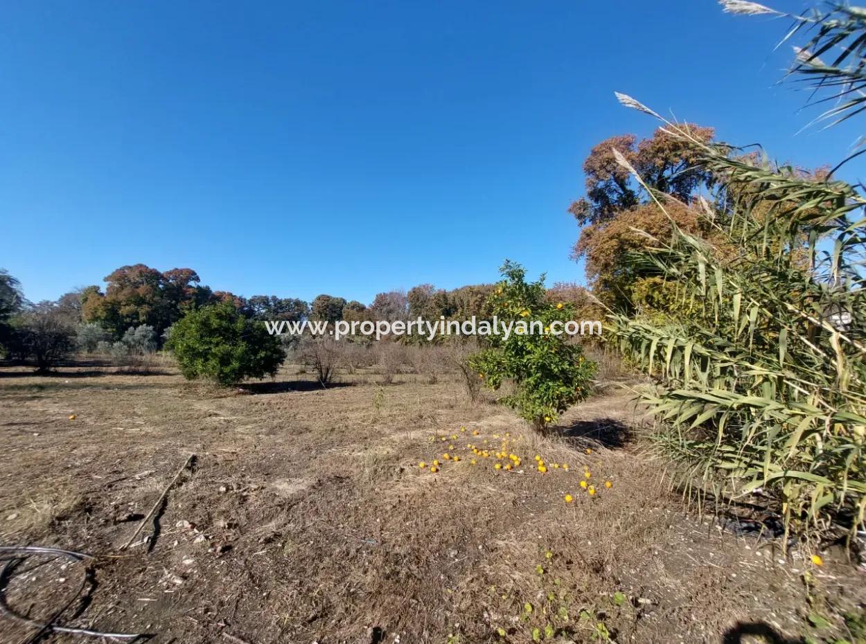 Muğla Dalyan Da Yatırıma Uygun Kelepir  Orman A Sıfır 4 000 M2 Arazi Satılık