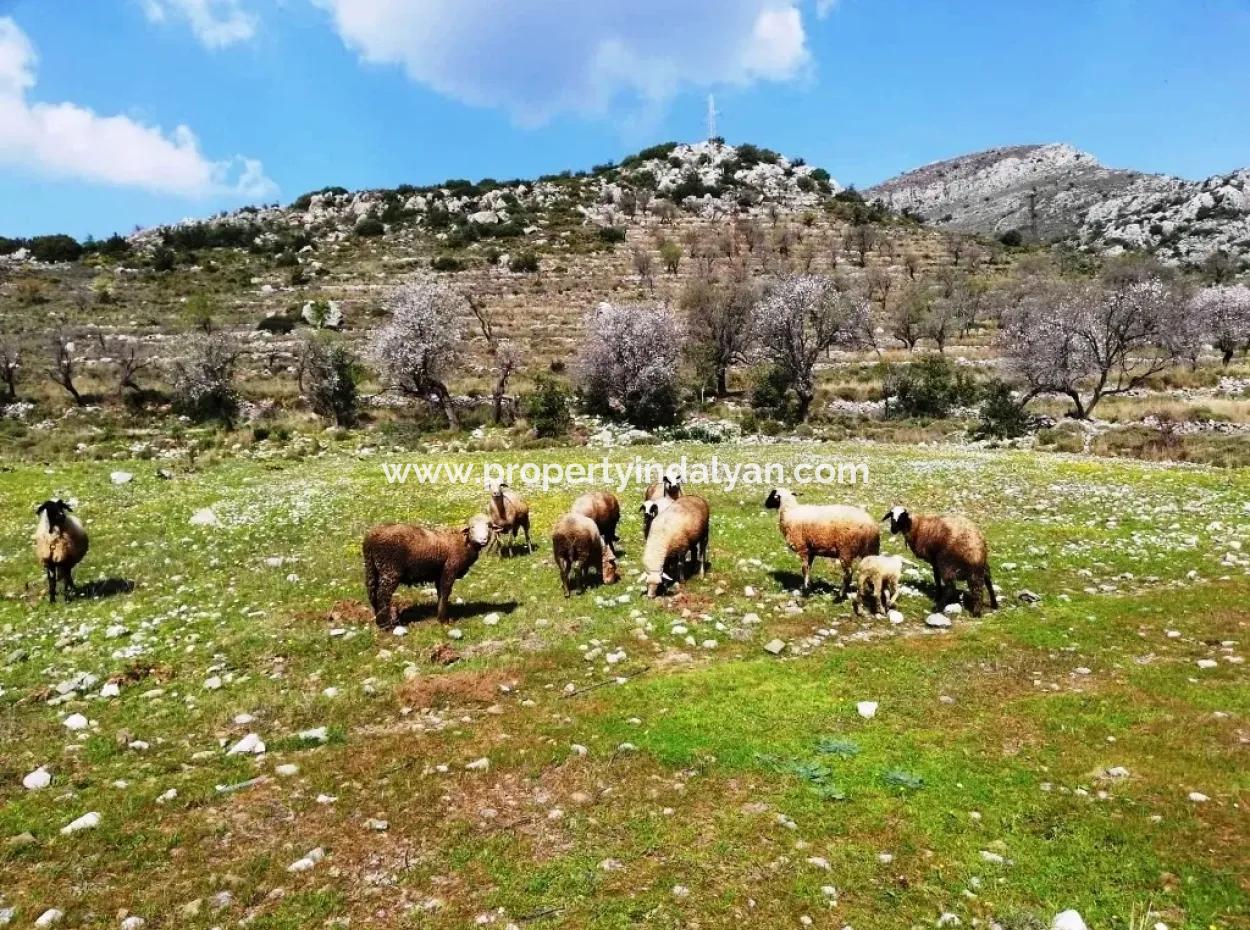 Marmaris Bozburunda Satılık Yatırıma Uygun Tarla