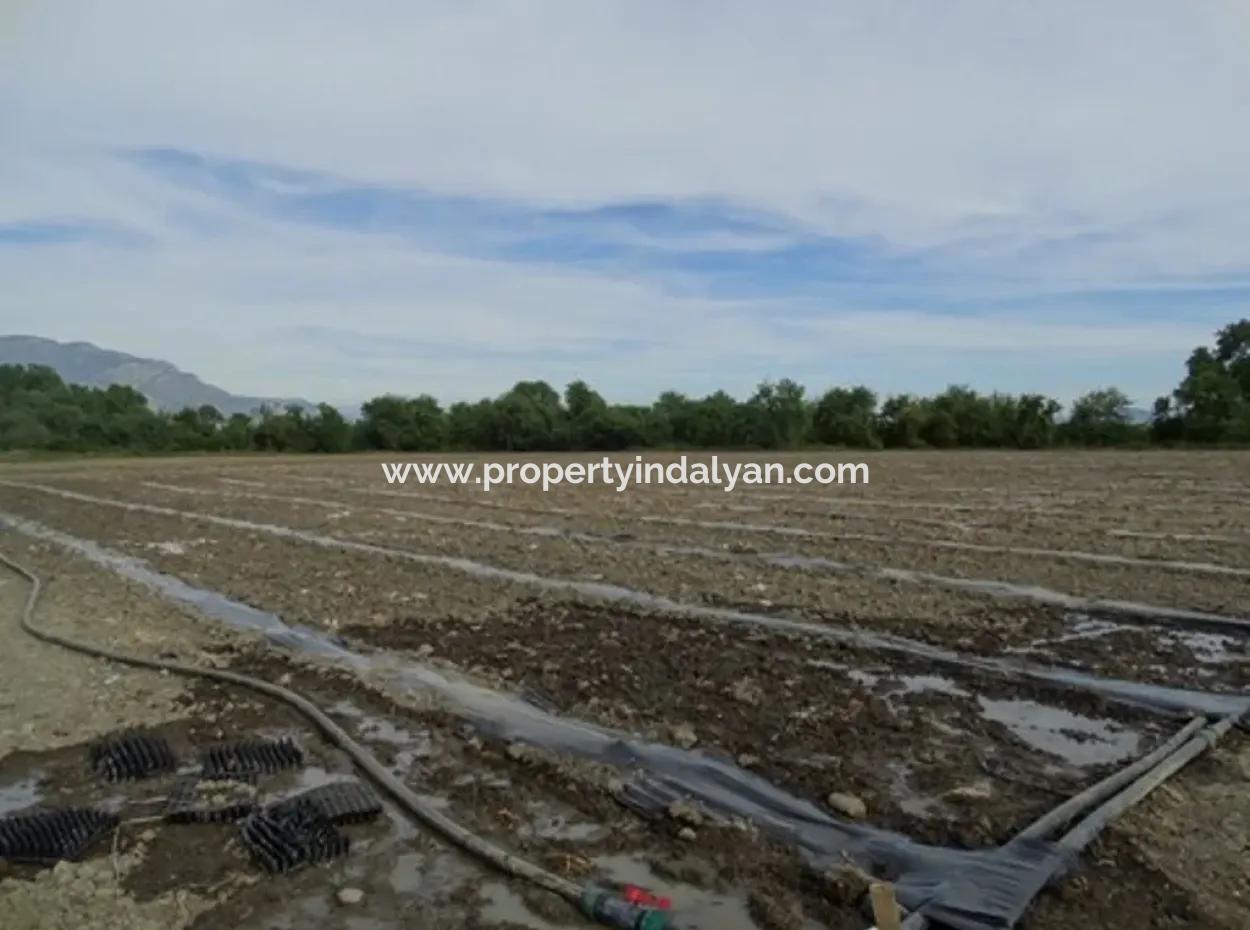 Köyceğiz Toparlar Da 31,175 M2 Satılık Yatırıma Uygun Arazi