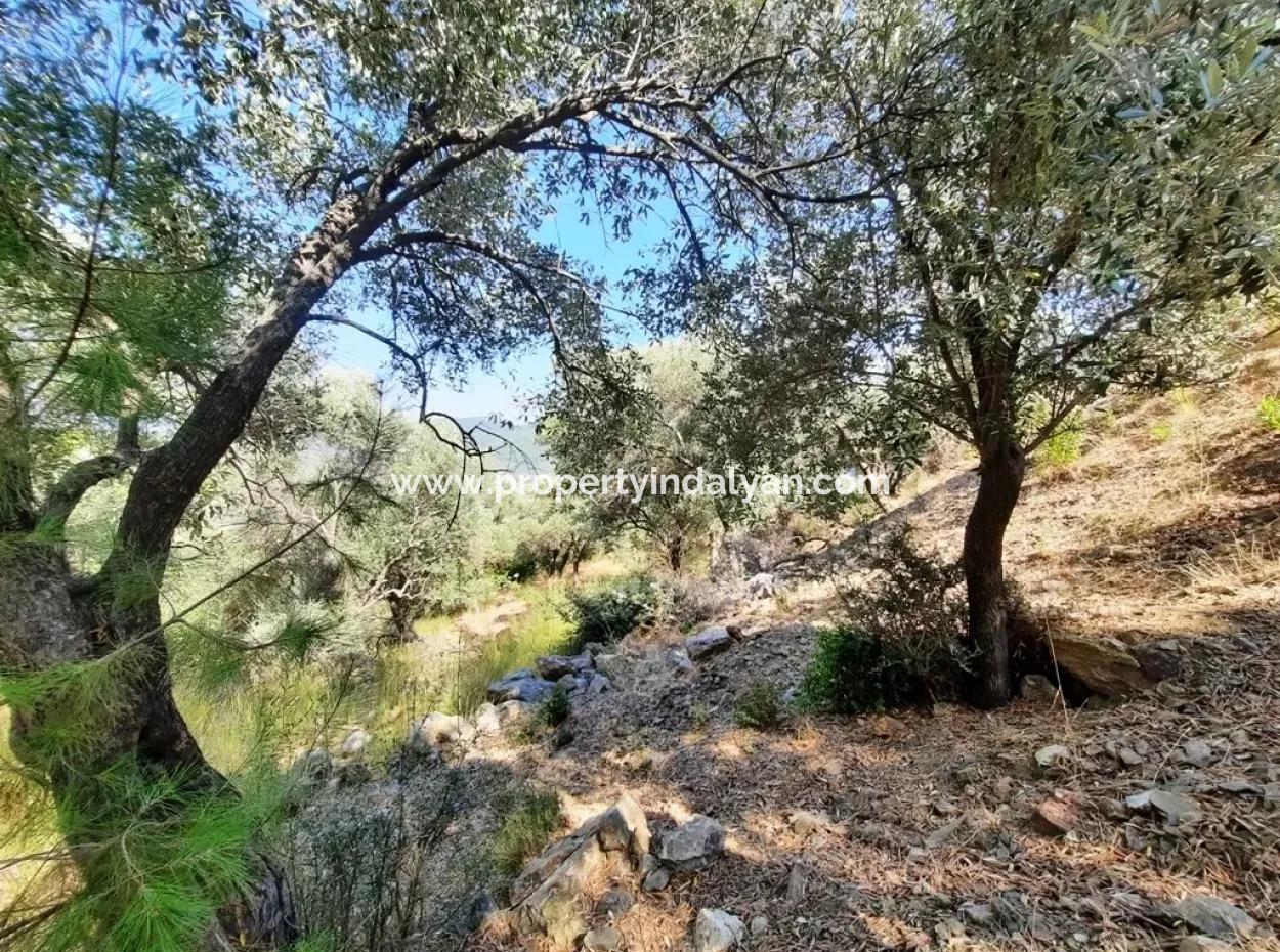 Muğla Ortaca Sarıgermede 400 M2 Kelepir Satılık Arsa