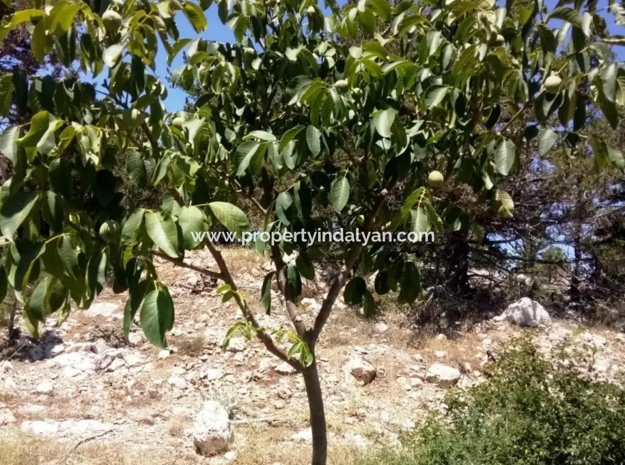Denizli Çameli Gökçeyakada Satılık Ceviz Bahçesi