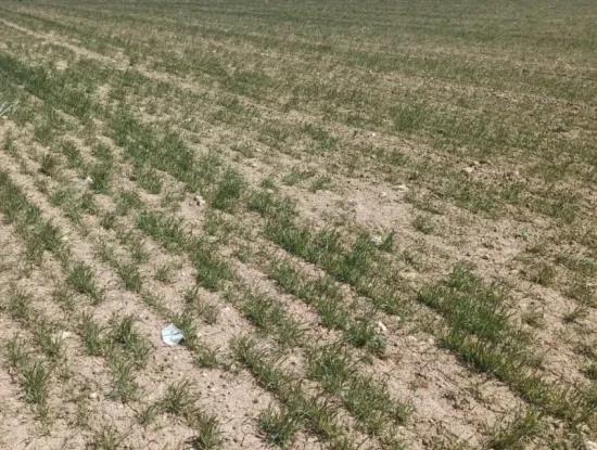 Konya Kadınhanı Başkuyu 650.000 M2 Kelepir Arazi Satılık