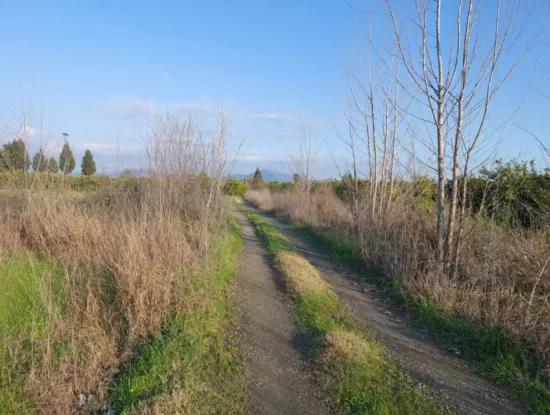 Ortaca Güzelyurt’ta 14.500 M² Verimli Arazi Uzun Süreli Kiralık – Hayvancılığa Uygun