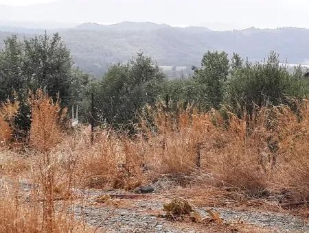 Köyceğiz Zeytinalanında Satılık Göl Manzaralı Müstakil Arazi