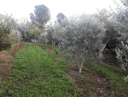 Köyceğiz Toparlarda Satılık Göl Manzaralı İmarlı Arsalar