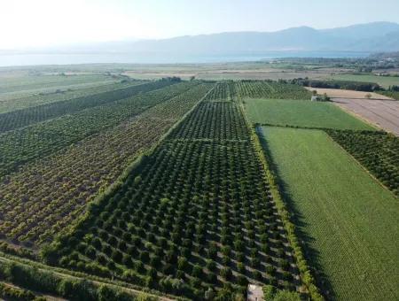 Ortaca Tepearasında Satılık Narenciye Bahçesi