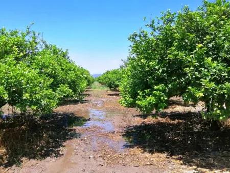 Ortacada Satılık Kelepir Limon Bahçesi