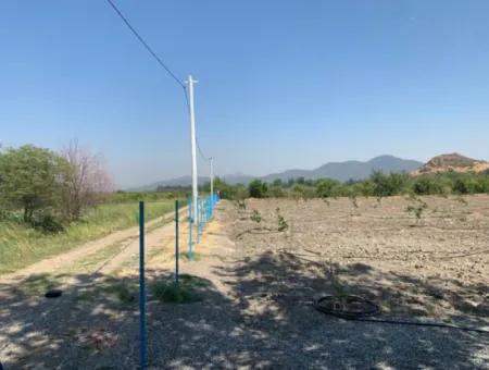 Muğla Ortaca Tepearasında 7300 M2 Limon Tarlası Satılık