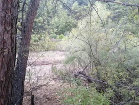 Muğla Köyceğiz Çandırda 9996 M2 Asfalt Cepheli Arazi Satılık