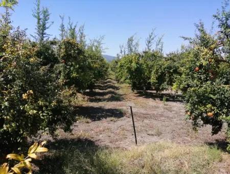 Muğla Ortaca Tepearasında Satılık Nar Bahçesi