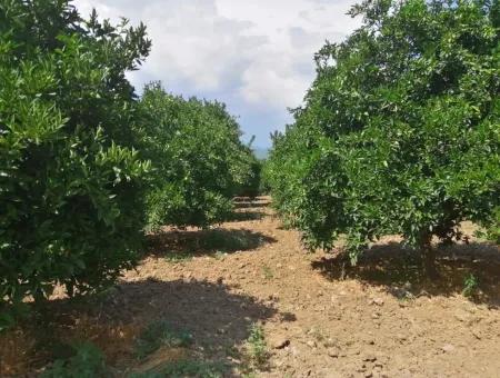 Köyceğiz Beyobasında Satılık Kelepir Tarla