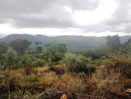 Göcek İnlicede Satılık Kelepir Zeytinlik