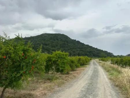 Muğla Dalyanda 6 250 M2 Bakımlı Kelepir Nar Bahçesi Satılık