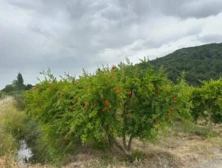 Muğla Dalyanda 6 250 M2 Bakımlı Kelepir Nar Bahçesi Satılık