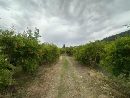 Muğla Dalyanda 6 250 M2 Bakımlı Kelepir Nar Bahçesi Satılık