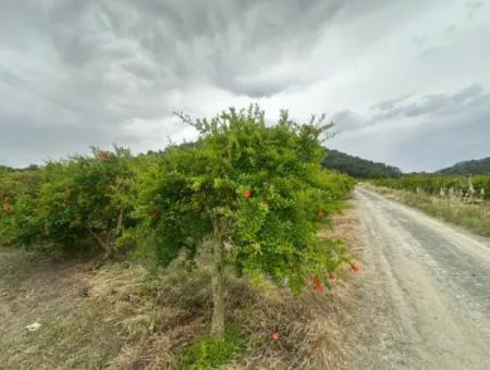 Muğla Dalyanda 6 250 M2 Bakımlı Kelepir Nar Bahçesi Satılık