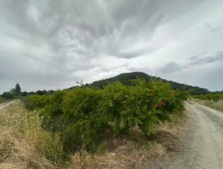 Muğla Dalyanda 6 250 M2 Bakımlı Kelepir Nar Bahçesi Satılık