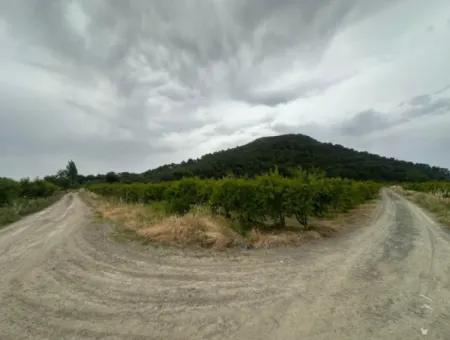 Muğla Dalyanda 6 250 M2 Bakımlı Kelepir Nar Bahçesi Satılık