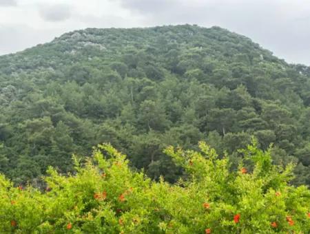 Muğla Dalyanda 6 250 M2 Bakımlı Kelepir Nar Bahçesi Satılık