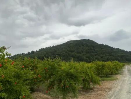 Muğla Dalyanda 6 250 M2 Bakımlı Kelepir Nar Bahçesi Satılık