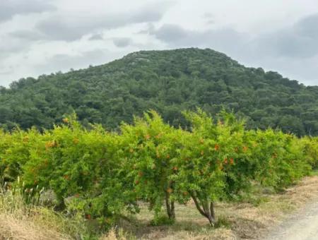 Muğla Dalyanda 6 250 M2 Bakımlı Kelepir Nar Bahçesi Satılık