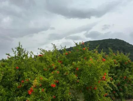 Muğla Dalyanda 6 250 M2 Bakımlı Kelepir Nar Bahçesi Satılık