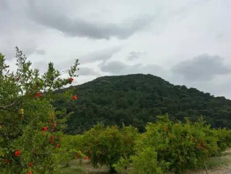 Muğla Dalyanda 6 250 M2 Bakımlı Kelepir Nar Bahçesi Satılık