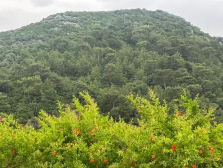 Muğla Dalyanda 6 250 M2 Bakımlı Kelepir Nar Bahçesi Satılık