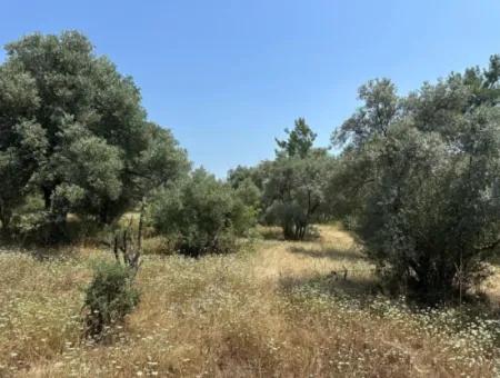 Köyceğiz Zeytinalanında 1608 M2 Zeytinlik Satılık