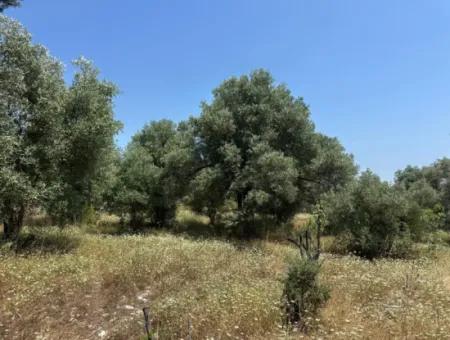 Köyceğiz Zeytinalanında 1608 M2 Zeytinlik Satılık
