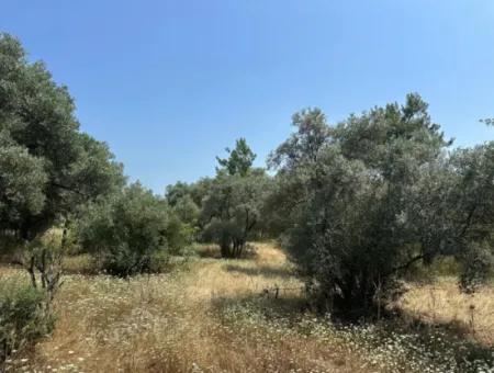 Köyceğiz Zeytinalanında 1608 M2 Zeytinlik Satılık