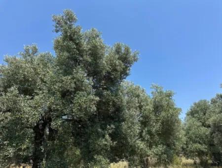 Köyceğiz Zeytinalanında 1608 M2 Zeytinlik Satılık
