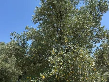 Köyceğiz Zeytinalanında 1608 M2 Zeytinlik Satılık