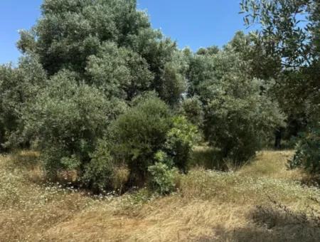 Köyceğiz Zeytinalanında 1608 M2 Zeytinlik Satılık