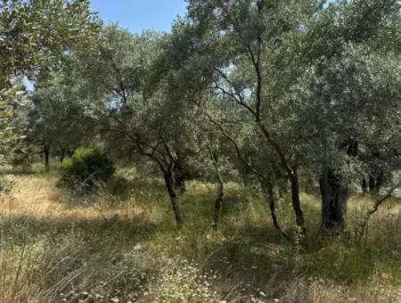 Köyceğiz Zeytinalanında 1608 M2 Zeytinlik Satılık