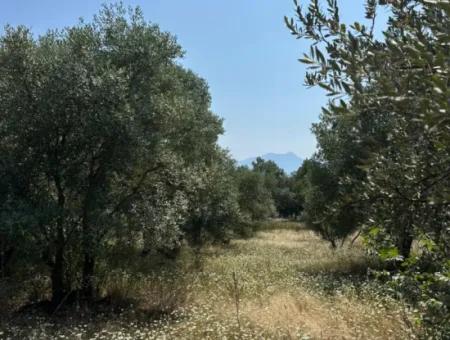 Köyceğiz Zeytinalanında 1608 M2 Zeytinlik Satılık