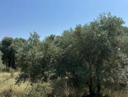 Köyceğiz Zeytinalanında 1608 M2 Zeytinlik Satılık