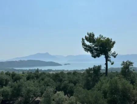 Köyceğiz Zeytinalanında 1608 M2 Zeytinlik Satılık