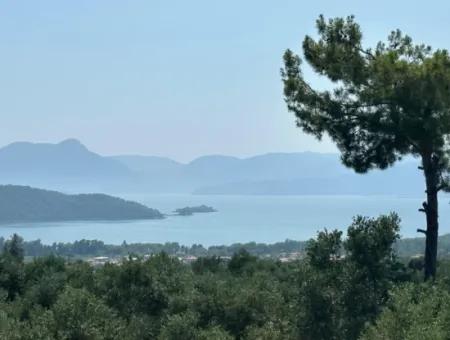 Köyceğiz Zeytinalanında 1608 M2 Zeytinlik Satılık
