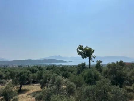Köyceğiz Zeytinalanında 1608 M2 Zeytinlik Satılık