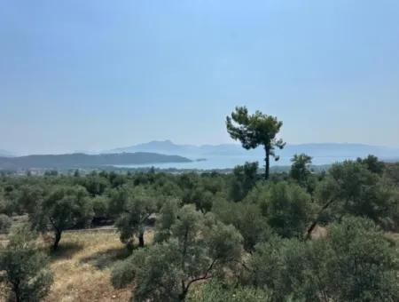 Köyceğiz Zeytinalanında 1608 M2 Zeytinlik Satılık