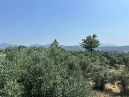 Köyceğiz Zeytinalanında 1608 M2 Zeytinlik Satılık