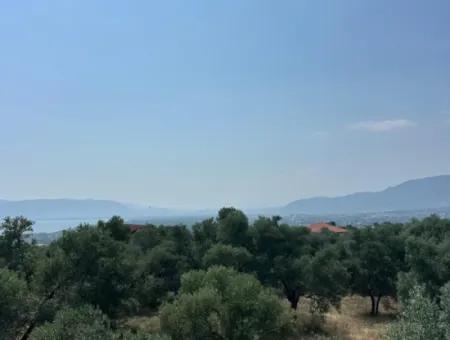 Köyceğiz Zeytinalanında 1608 M2 Zeytinlik Satılık