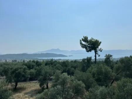 Köyceğiz Zeytinalanında 1608 M2 Zeytinlik Satılık