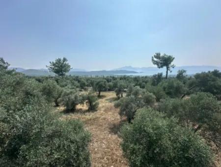 Köyceğiz Zeytinalanında 1608 M2 Zeytinlik Satılık