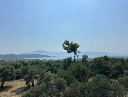 Köyceğiz Zeytinalanında 1608 M2 Zeytinlik Satılık