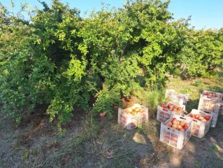 Ortaca Eskiköyde 48 Dönüm Nar Tarlası Satılık