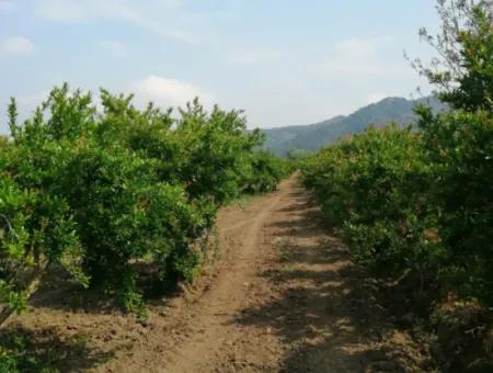 Ortaca Eskiköyde 48 Dönüm Nar Tarlası Satılık